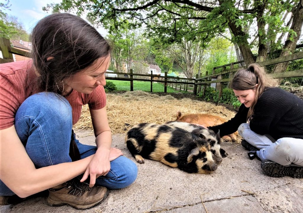 Konekone pigs at St Werburghs City Farm with carers