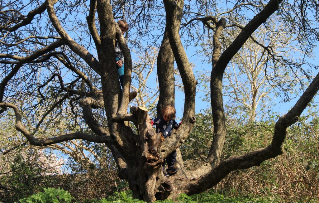 Children climbing a tree at Boiling Wells
